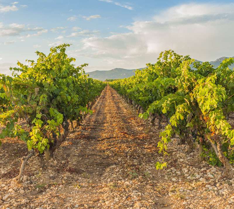 Rioja Wine Region